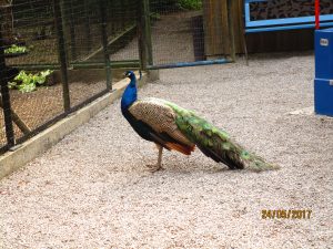 Ein schöner Pfau.