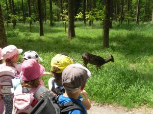 Im Wildpark Pössinger Au