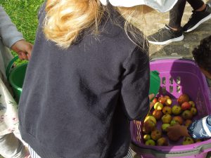 Im Herbst haben wir Apfelernte.